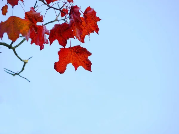 Maple Treetop Árvore Bordo Com Sangue Amarelo Laranja Folhas Bordo — Fotografia de Stock