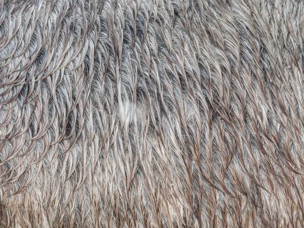 Kožichy Koňské Kůže Textury Načechrané Vlhké Hnědák Kůže — Stock fotografie