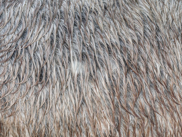 Fur horse leather texture. Fluffy wet brown horse skin.