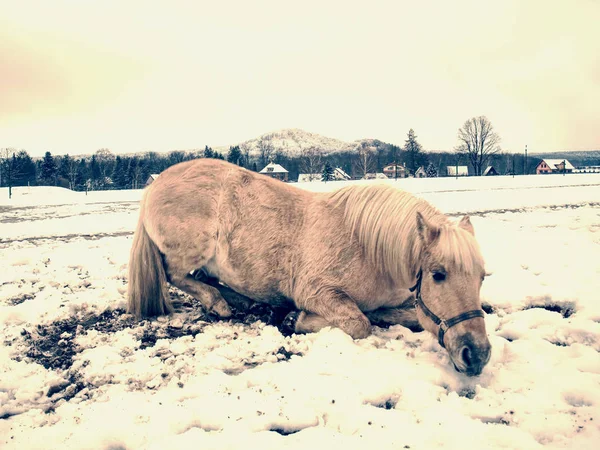 Happy Bílý Kůň Vleže Hraje Čerstvém Sněhu — Stock fotografie