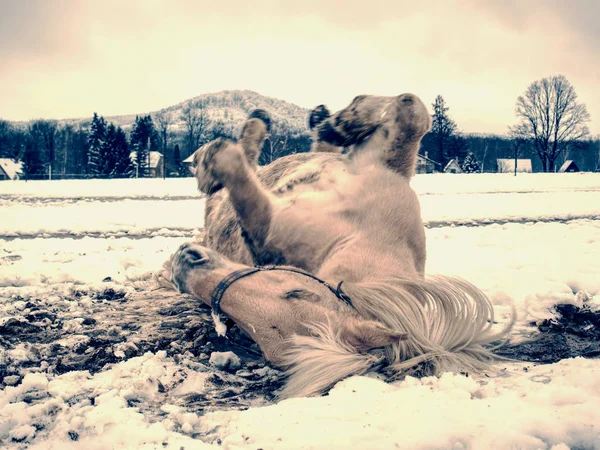 ファームの馬が曇った冬の日に雪の中で敷設します 雪に覆われた春の牧草地で美しい白い馬 — ストック写真