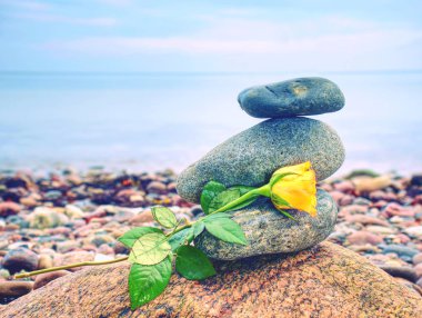 Sarı gül düşmüş. Sahilde yuvarlak taşlar yığını, meditasyon.