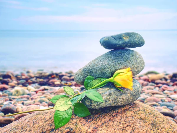 Rosa Amarela Caída Meditação Pilha Pedras Arredondadas Praia — Fotografia de Stock