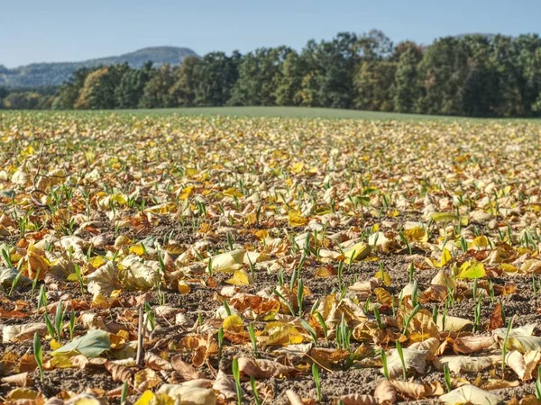 Autumnal field. Lines of green wheat seedlings with colorful fallen leaves at fall season