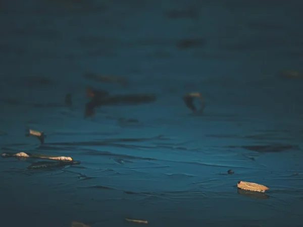 Leaves cruise on thin ice. Dark ice on the river . Dried leaf is on the ice. Autumn landscape