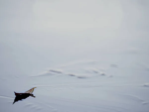 Сушеный Ивовый Лист Тонком Темном Льду Озере Осенний Пейзаж — стоковое фото
