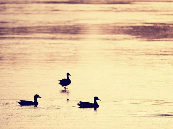 Enten Umrisse Eisdecke Schmilzt Unter Der Warmen Sonne Helle Strahlen — Stockfoto