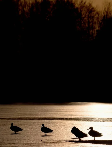 Enten Umrisse Eisdecke Schmilzt Unter Der Warmen Sonne Helle Strahlen — Stockfoto