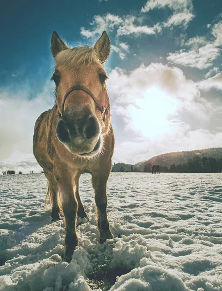 雪の中で馬フィールドシミュレータとするビューを閉じます ファームの馬との素晴らしい冬の朝 — ストック写真