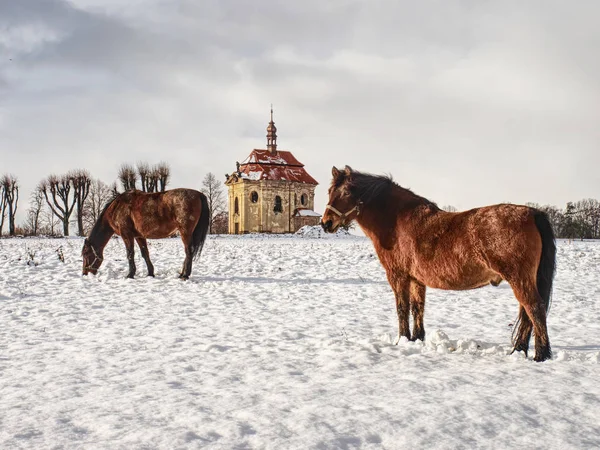 Лошадь Снежном Лугу Солнечный Зимний День Старая Церковь Часовня Холме — стоковое фото