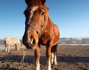 Çamurlu bir alanında, atların bir sis sonbahar soğuk sabah grazes