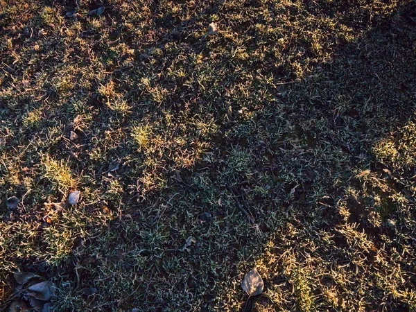 Grass Hoarfrost Frosty Sunny Morning Background — Stock Photo, Image