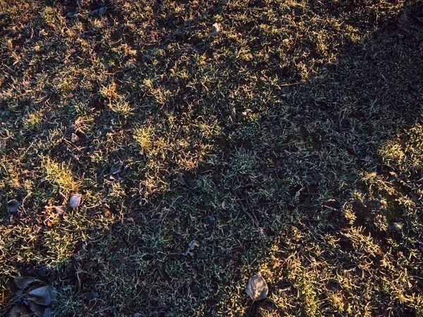 Herbe Avec Givre Givré Matin Ensoleillé Comme Fond — Photo