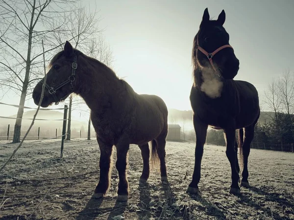 Grazes of horses on a muddy field, the cold autumnal morning in a fog