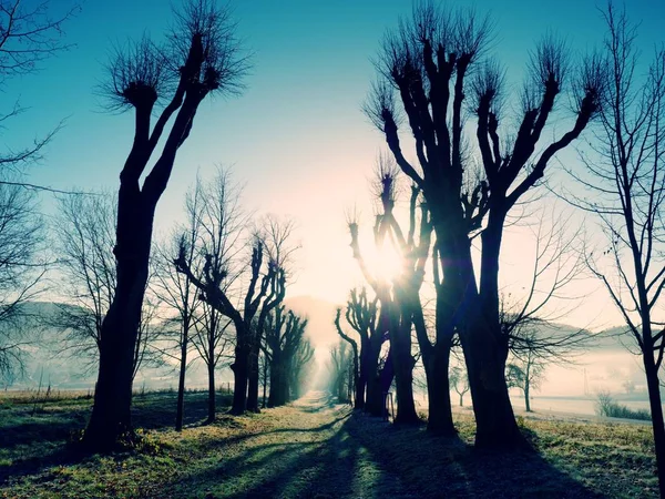 Old Alley Cut Lime Trees Rising Sun Foggy Spring Day — Stock Photo, Image