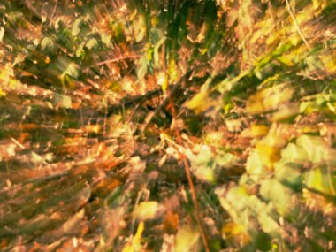 Şaşırtıcı bulanık hareketi arka planını doğal sonbahar yaprakları