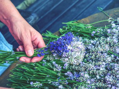 Yakışıklı eller bahçıvan işlemi taze lavanta kokulu demetleri takip ediyor. Doğal lavanta ile rustik masa