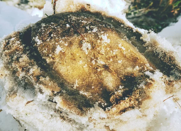 Icy hoofs footprint of horse in snow.  Piece of well pressed snow with negative of horse leg.