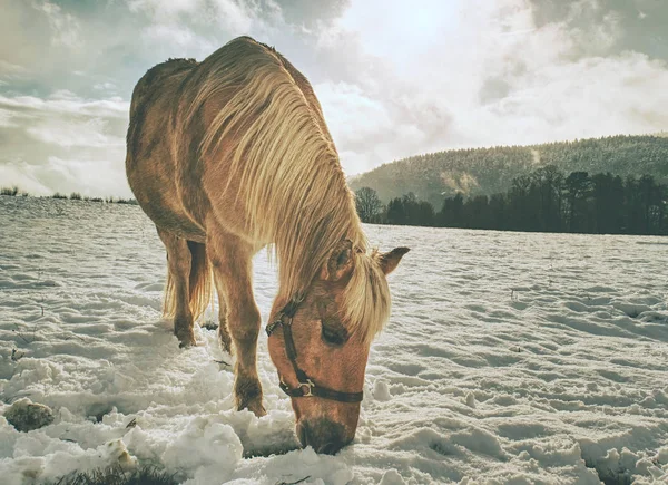 Vista Próxima Para Limpar Cavalo Alimentando Neve Manhã Inverno Incrível — Fotografia de Stock