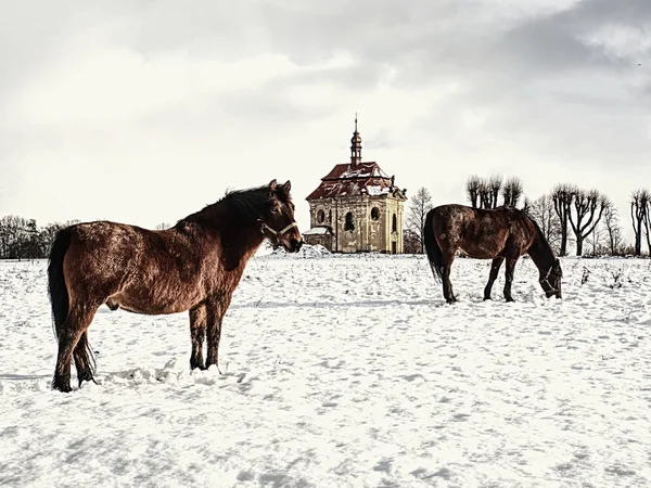 Cavalo Castanho Alimentar Prado Dia Ensolarado Inverno — Fotografia de Stock