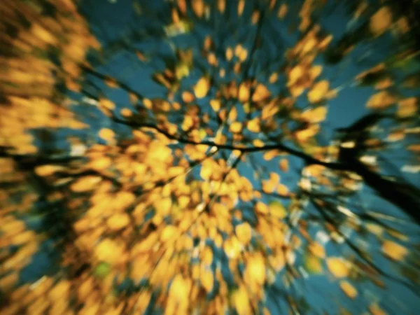 Autumn Background Defocused Colorful November Leaves Blur Leaves Forest — Stock Photo, Image