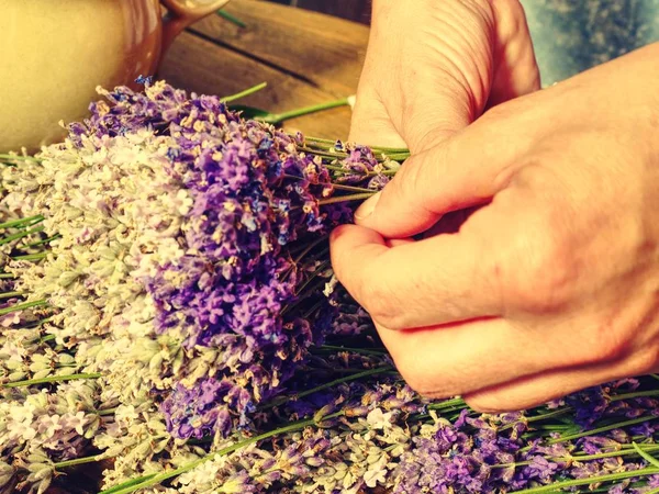 Girl prepare aromatical medicinal herbs for bedrooms. Nice bunch of  fresh lavender  (Lavandula angustifolia)