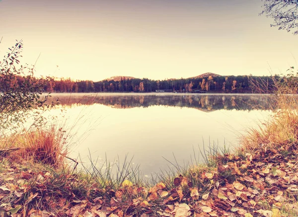 Осенний Вечер Озере Красивое Лесное Озеро Сухим Золотым Стеблем Травы — стоковое фото
