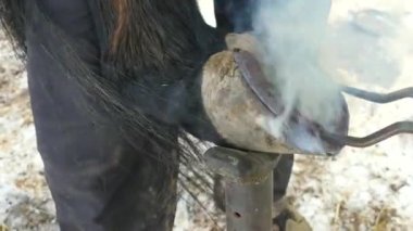 Sıcak nal at toynak. Adam sıcak nal Pütürlü yüzeyi yakmak toynak koymak.