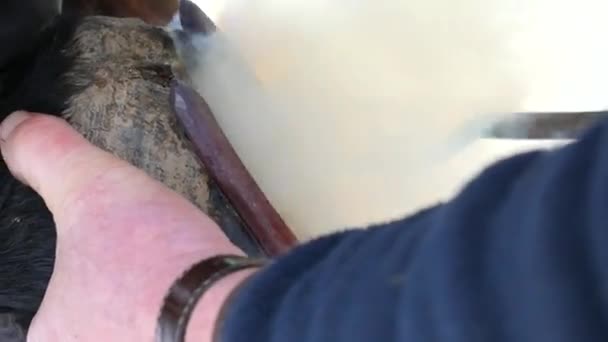 Fumar Casco Cavalo Flamejante Sob Ferradura Quente Farrier Colocando Sapato — Vídeo de Stock