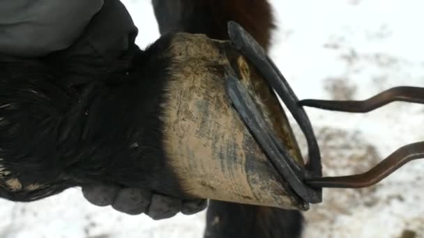 Händerna Hovslagare Tillämpa Het Hästsko Till Häst Hoven Hästsko Med — Stockvideo