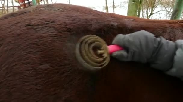 Person Borsta Leriga Häst Päls Preparering Djur Efter Rida Landsbygdens — Stockvideo