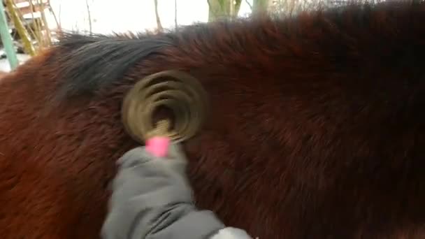 手在手套使用电线刮刀刷马泥泞的背部 照顾马的人 — 图库视频影像