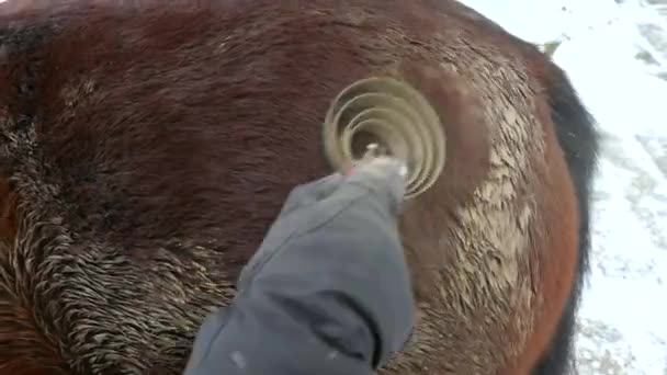 Mão Com Luvas Segurando Escova Grooming Cavalo Pônei Marrom Mulher — Vídeo de Stock