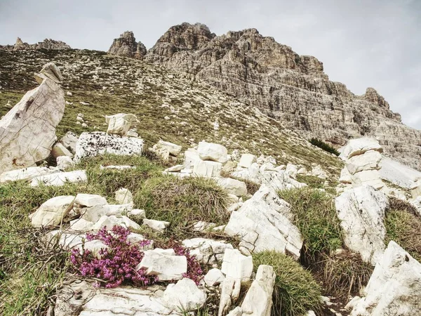 Fioritura Primi Fiori Alpini Nel Prato Inizio Primavera Alpi Montagne — Foto Stock