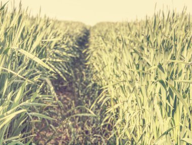 Genç yeşil arpa tarlası. Yeşil bahar alan kış tahıl bitkileri.