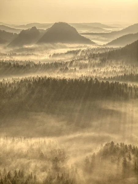 Hermoso Rayo Sol Través Copas Árboles Bosque Nublado Otoñal — Foto de Stock