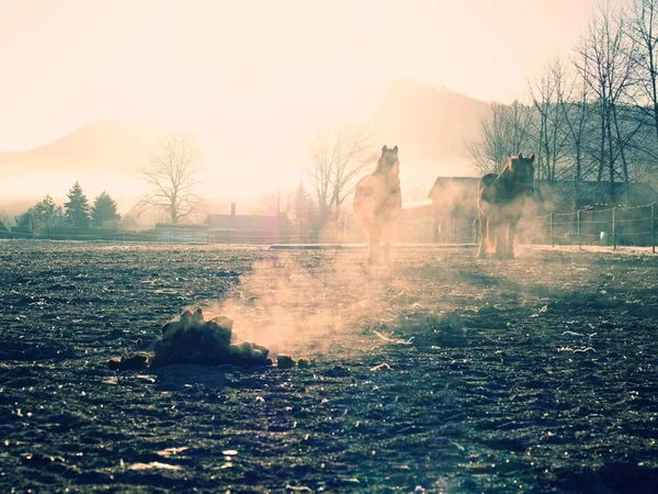 Taze Füme Dışkı Ile Aralığı Atları Serbestçe Çamurlu Çalıştırmak Çapraz — Stok fotoğraf