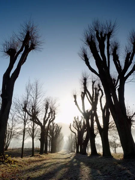 Forti Raggi Sole Sfondano Tigli Autunnali Caduta Nella Natura Vicolo — Foto Stock