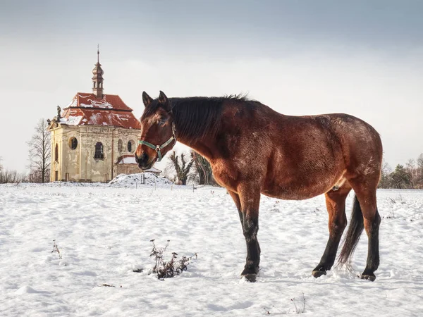 Коричневая Лошадь Пастбище Ищет Траву Снегом Зимний Пейзаж — стоковое фото
