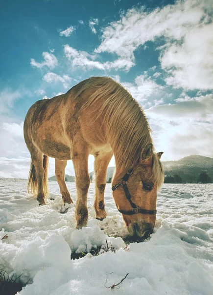 冬の山の牧草地の美しい光馬 よく供給馬繁殖イザベラ — ストック写真