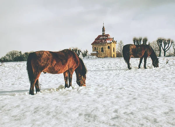茶色の馬が牧草地に晴れた冬の日のフィード — ストック写真