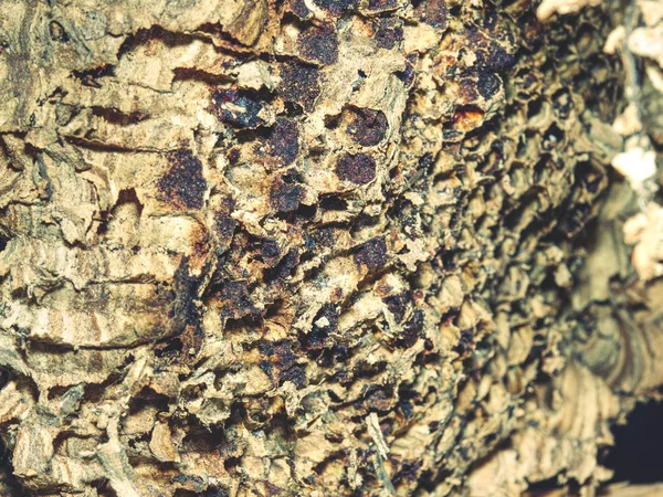 Осиное Гнездо Создано Натуральной Бумаги Старое Серое Осиное Гнездо Вблизи — стоковое фото