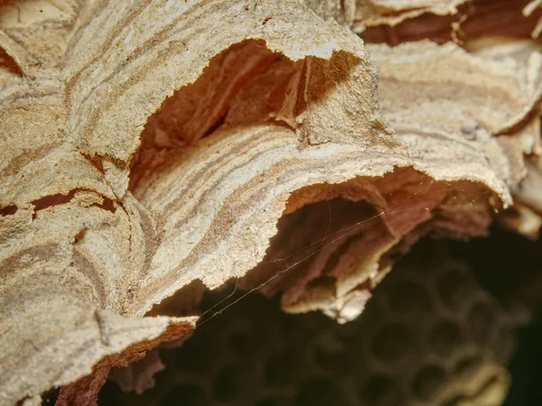Wasp Nest Aangesloten Houten Plank Oud Huis Roofdieren Kolonie — Stockfoto