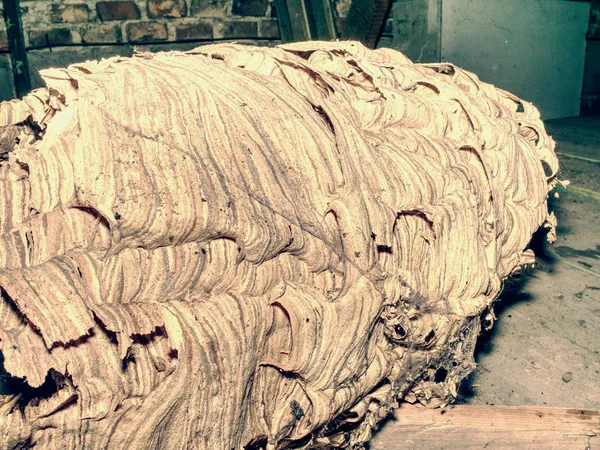 Wasp nest under roof in old garden house.  Used gray wasp nest close up