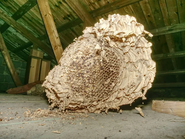 Nest European Paper Wasps Useful Predatory Garden Insect Which Destroys — Stock Photo, Image