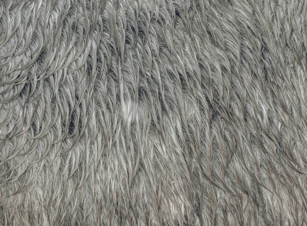 Winter fur or skin of brown horse.  Wet horse hair on back and side in detail. Old horses in ranch paddock