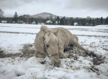 Taze ilk kar güzel beyaz at. Karlı mera dağ çiftliğinde. Bulutlu soğuk havalarda ıslak kar