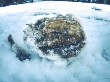 Taze whitetail midilli parlak beyaz Karda izler. Çiftlik at kar örtüsü içinde yapacağım.