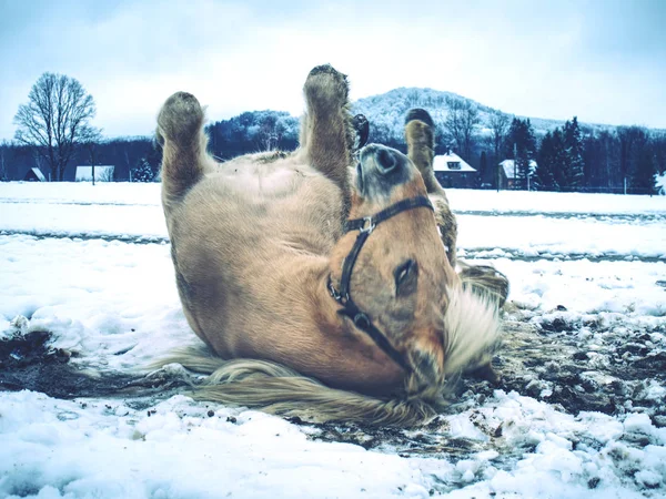 ファームの馬が曇った冬の日に雪の中で敷設します 雪に覆われた春の牧草地で美しい白い馬 — ストック写真