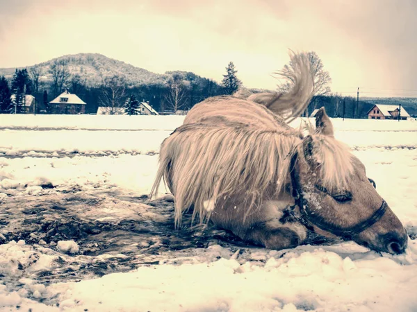 Isabella horse enjoy first snow on field.  Horse find place for rolling in muddy fresh snow
